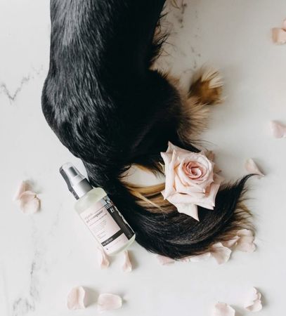 Dog Grooming