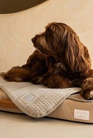 Dog Beds & Blankets