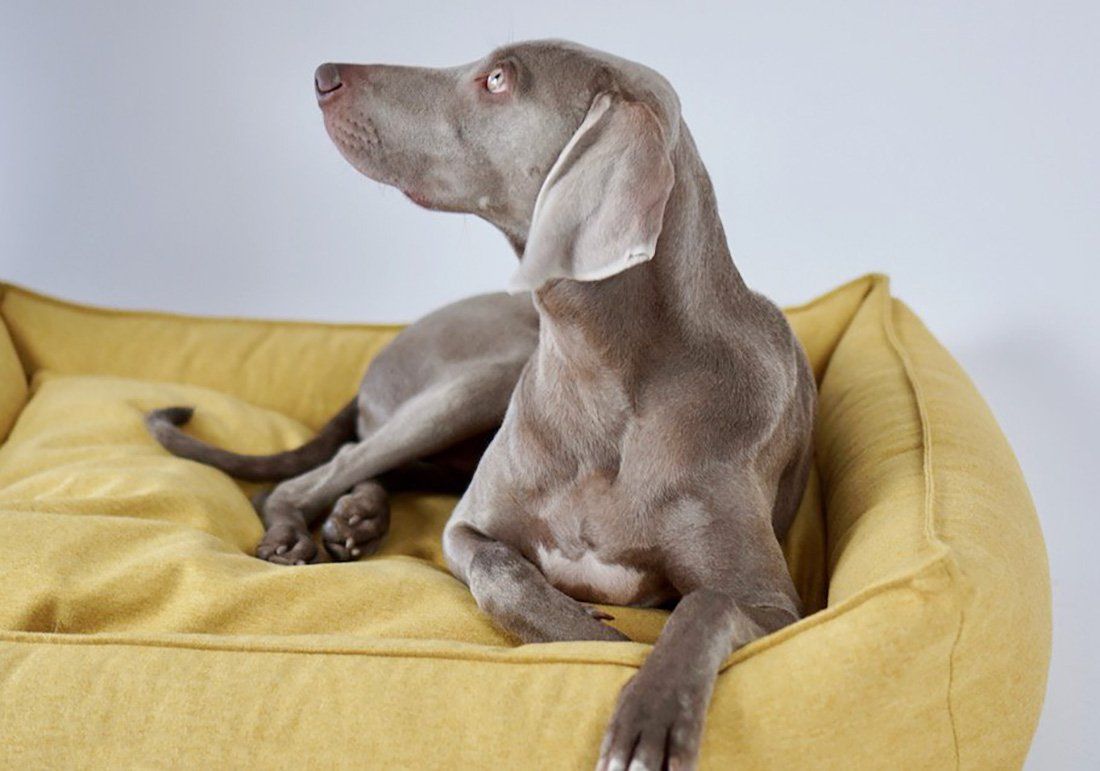 Style your Pooch: Pantone Colours of the Year 2021