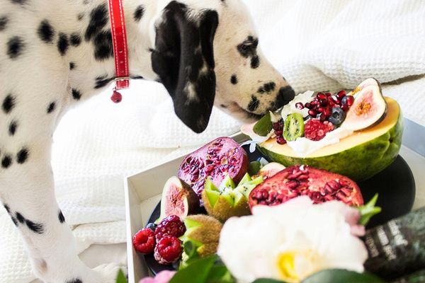 10 Best Fruits for Dogs