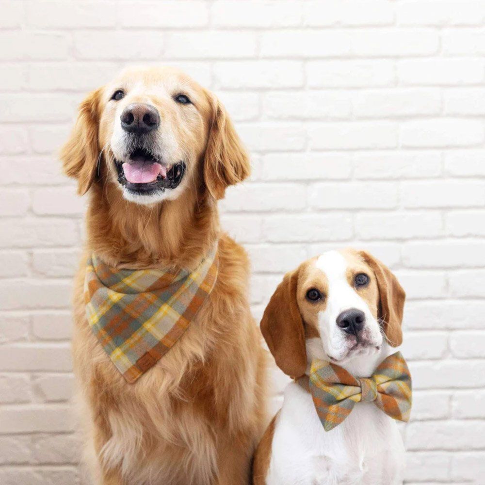 12 Fall Dog Collars to Spice up Your Pup's Wardrobe