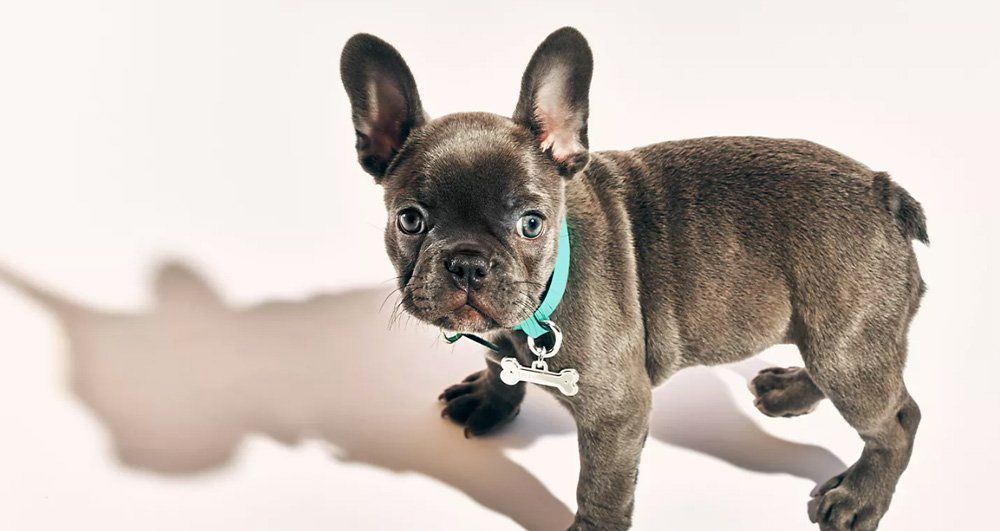 Best Luxury Dog Collars By High-End Designers