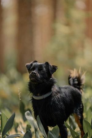 DIY Natural Mosquito Repellents for Your Dog