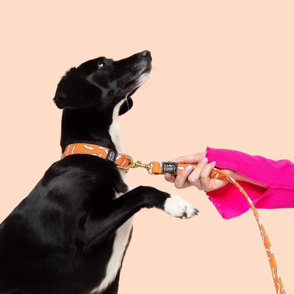 11 Fun & Bright Dog Collars for Funky Pups
