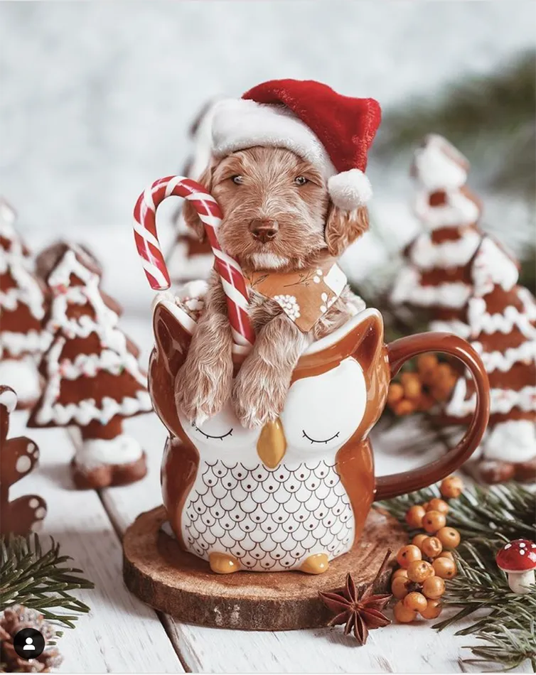 Spotted: 20 Ridiculously Cute Christmas Dogs on Instagram