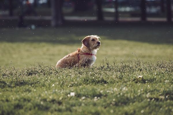 DIY Natural Mosquito Repellents for Your Dog