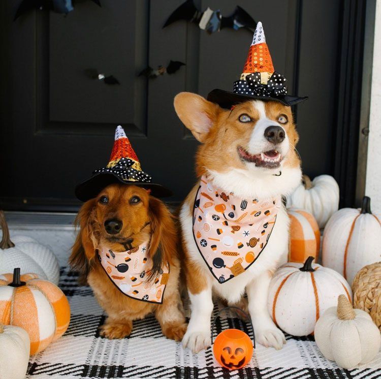Best Halloween Dog Bandanas