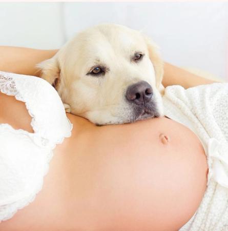 How to Prepare Your Dog for a Baby