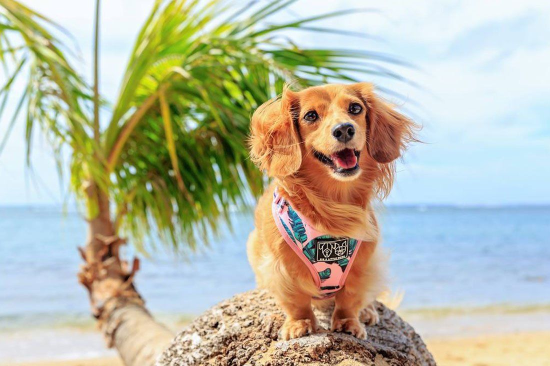 Tropical Dog Trends