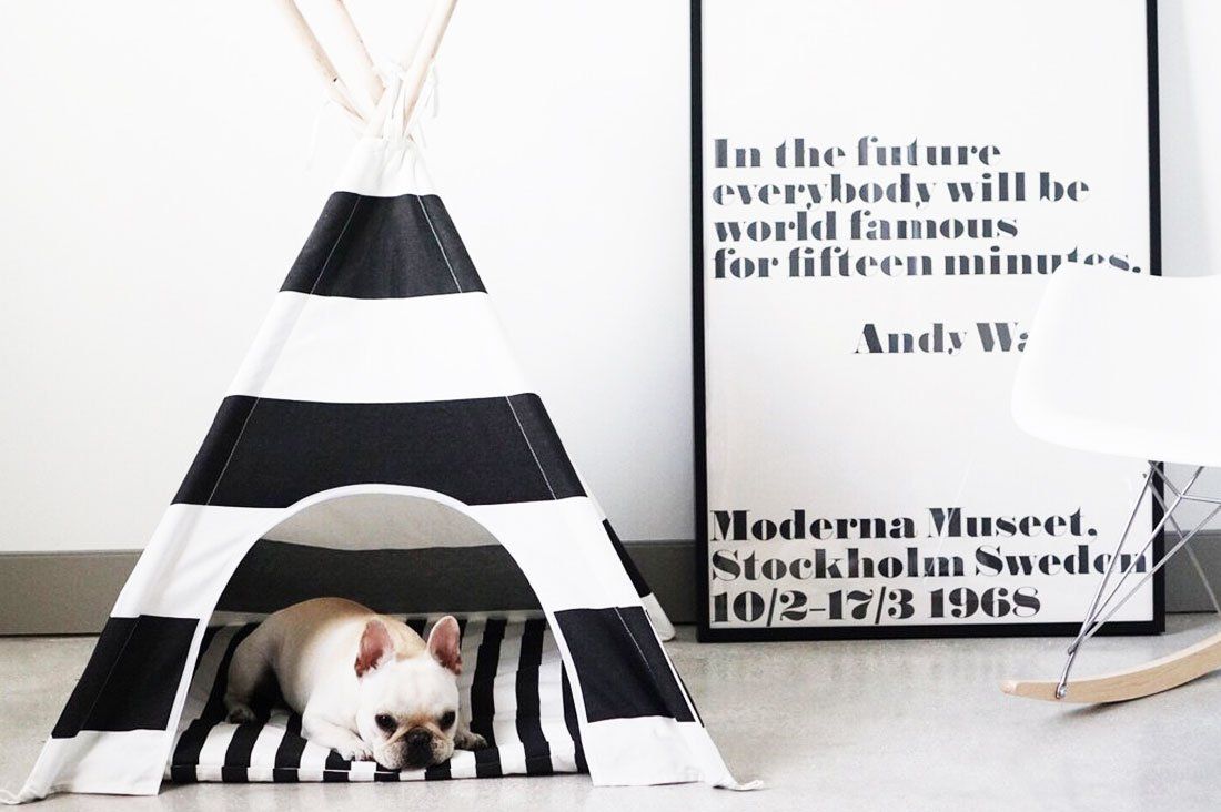 Trending: Monochrome Dog Accessories