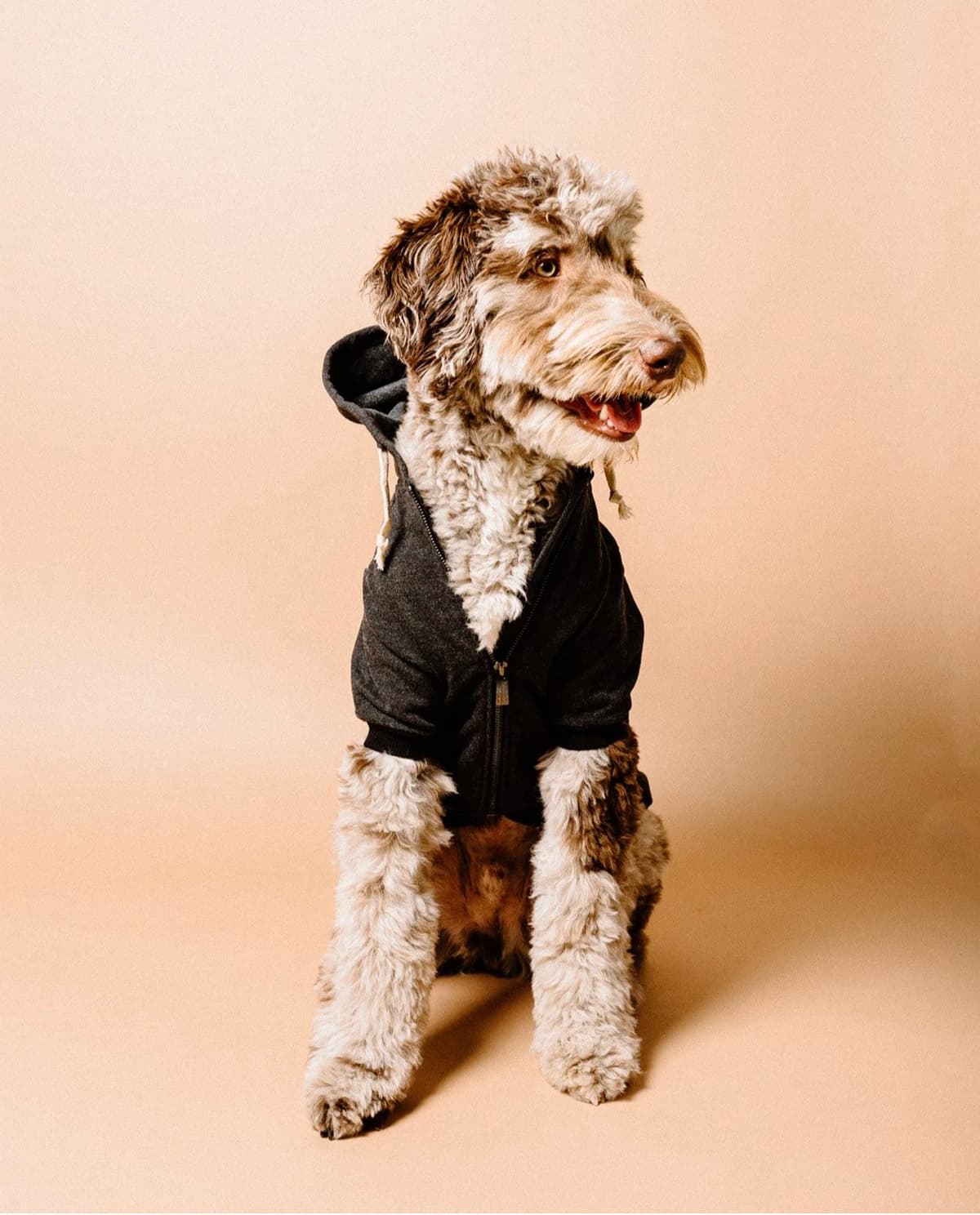 12 Designer Dog Hoodies To Keep Your Cool Pup Cozy