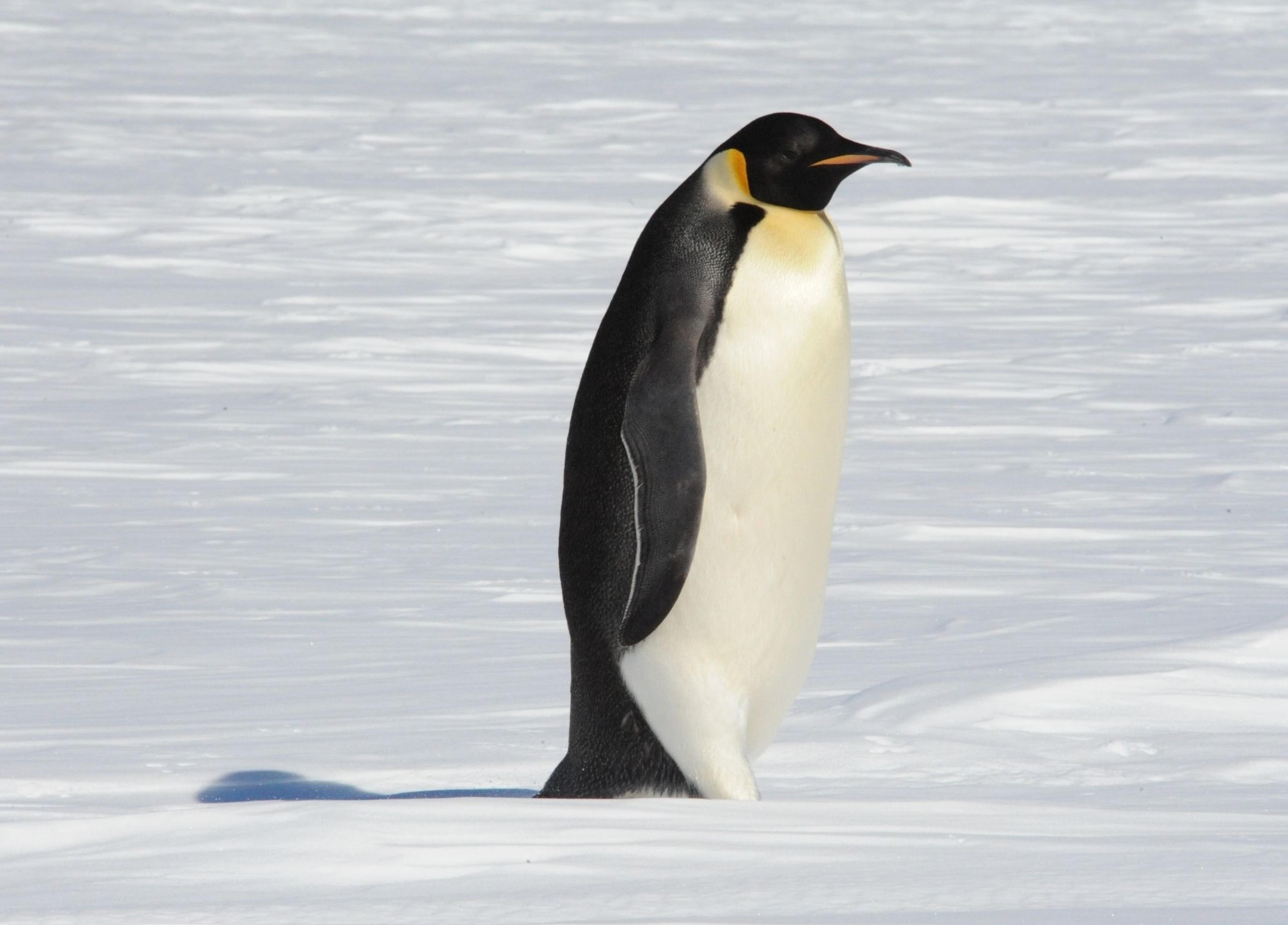 Dispersal and habitat preference of juvenile emperor penguins —implications for conservation management