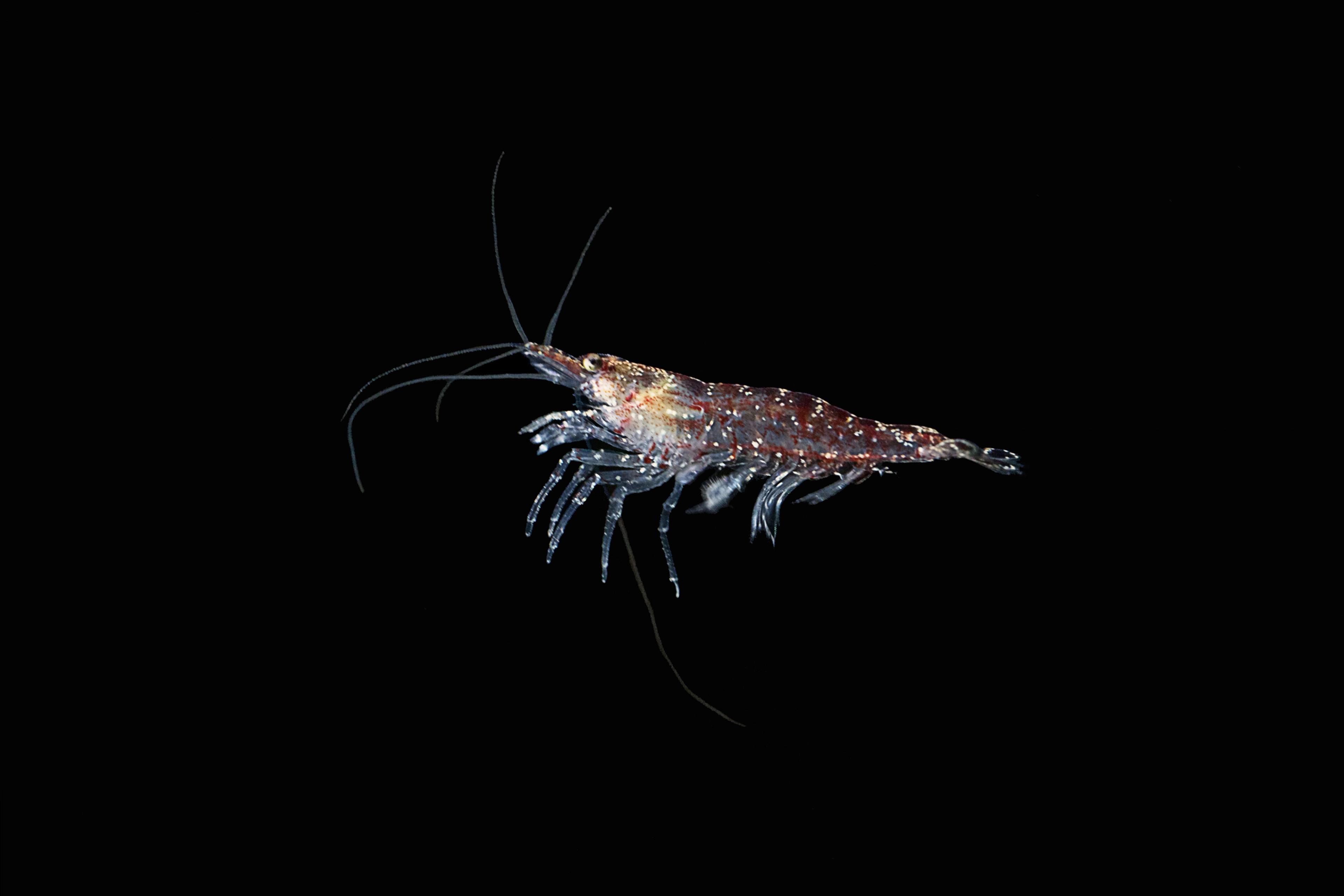 Driving forces of Antarctic krill abundance