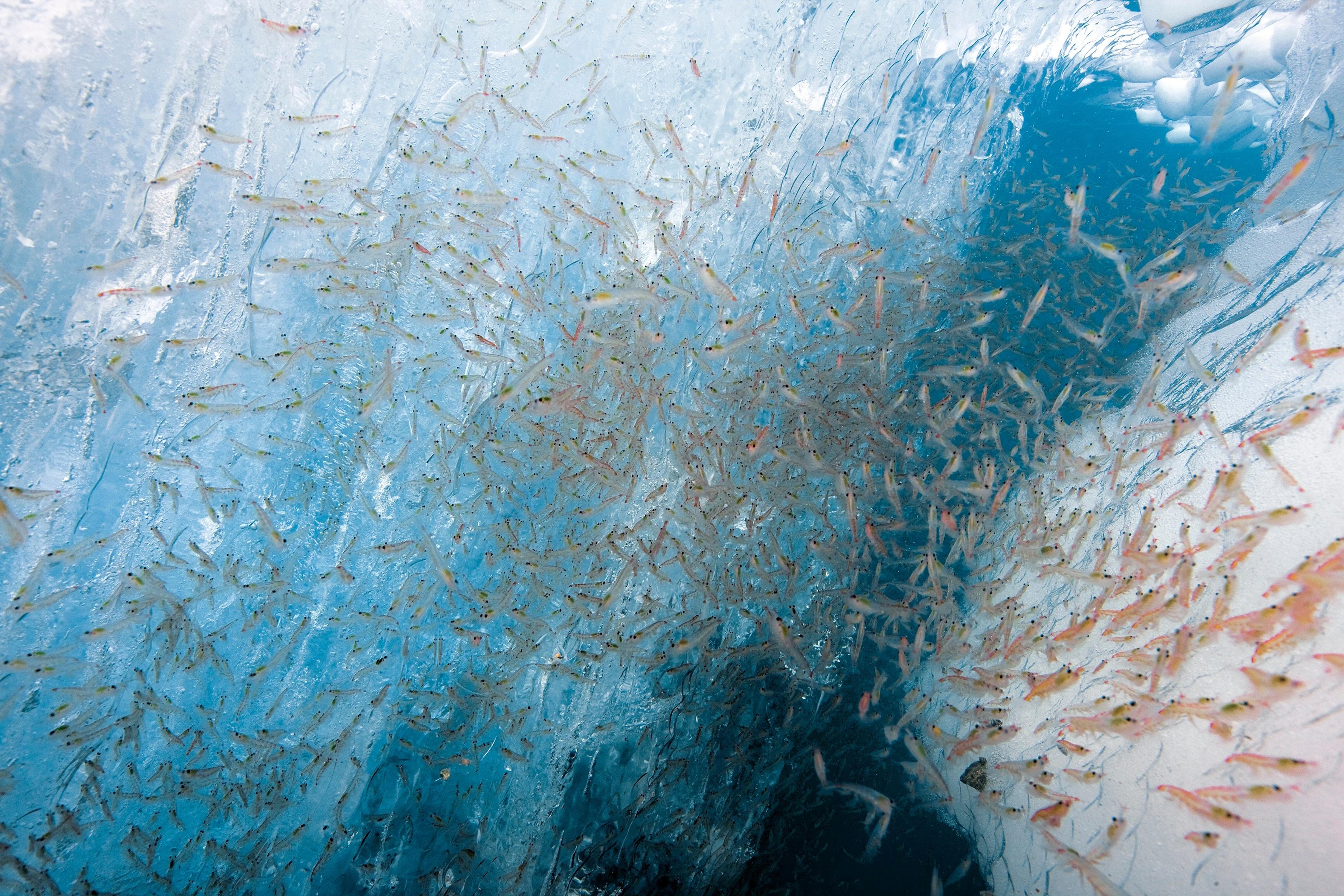 Standing stock of Antarctic krill (Euphausia superba Dana, 1850) (Euphausiacea) in the Southwest Atlantic sector of the Southern Ocean, 2018–19
