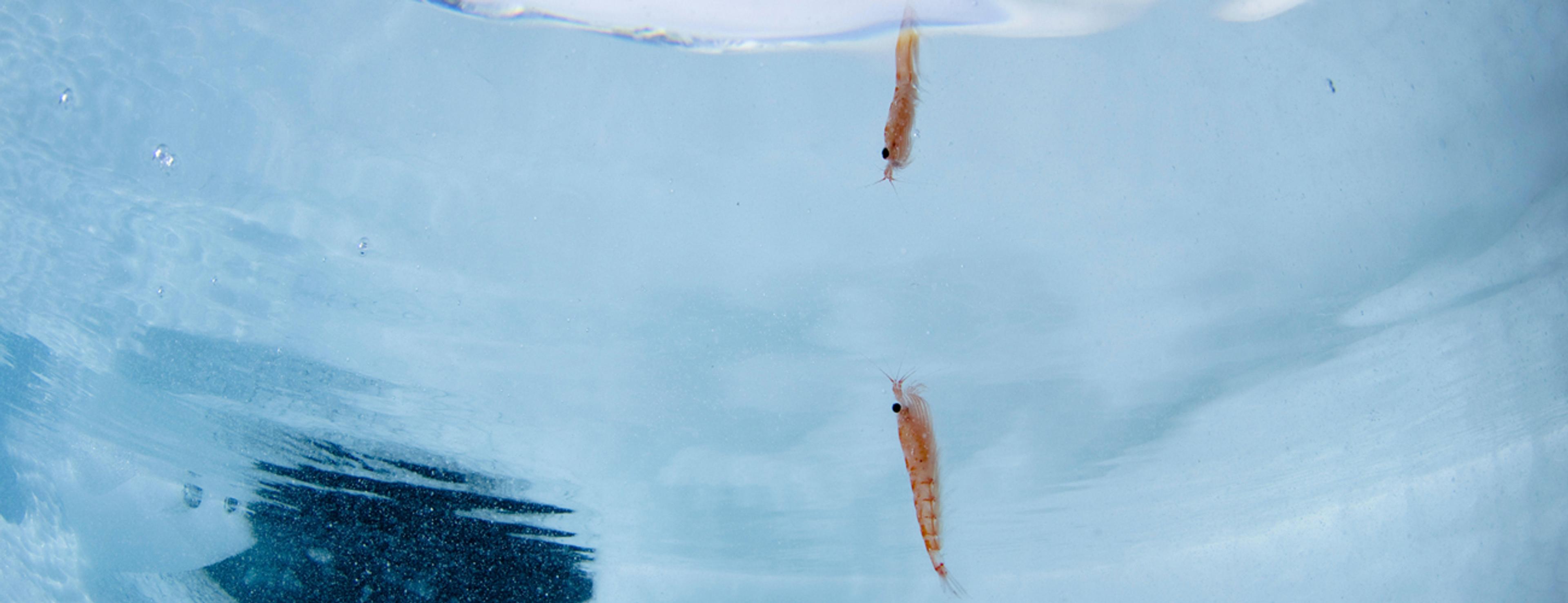 Estimating the average distribution of Antarctic krill Euphausia superba at the northern Antarctic Peninsula during austral summer and winter