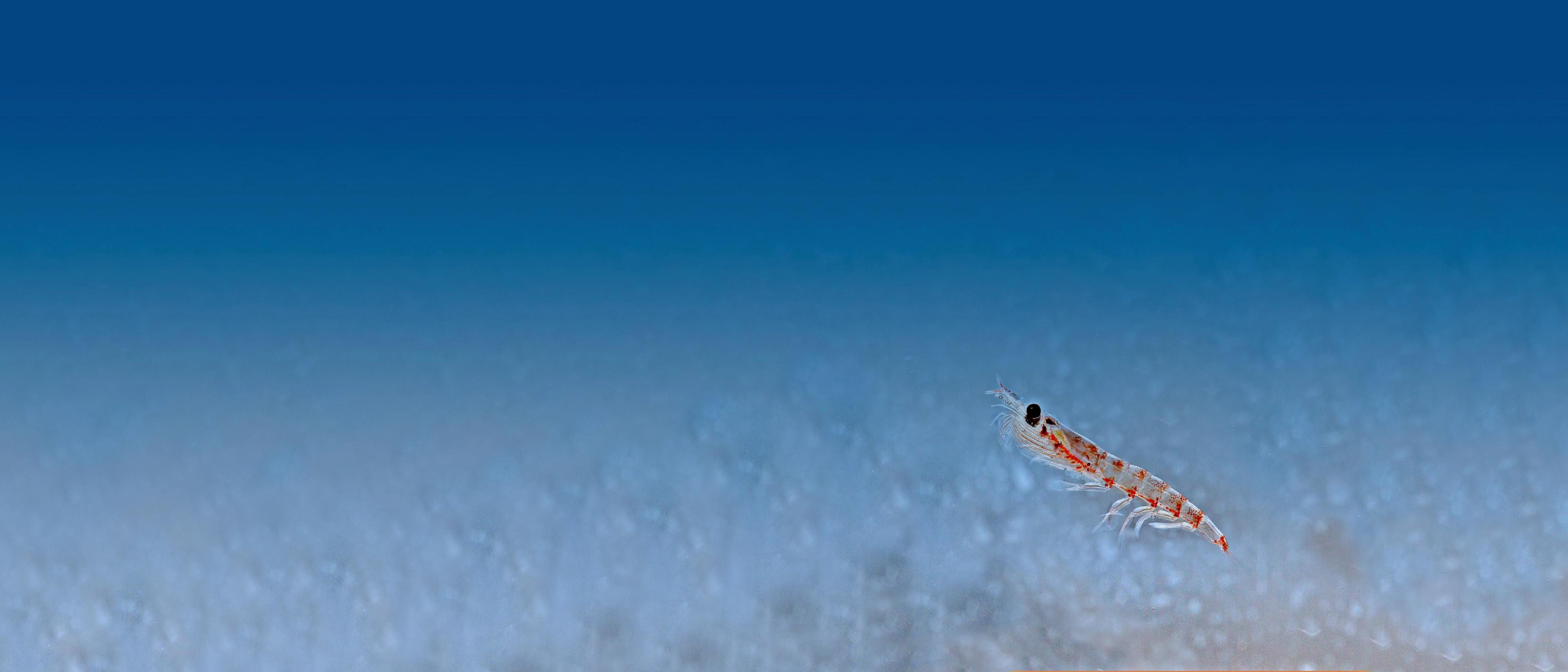 Adjusting the Management of the Antarctic Krill Fishery to Meet the Challenges of the 21st Century