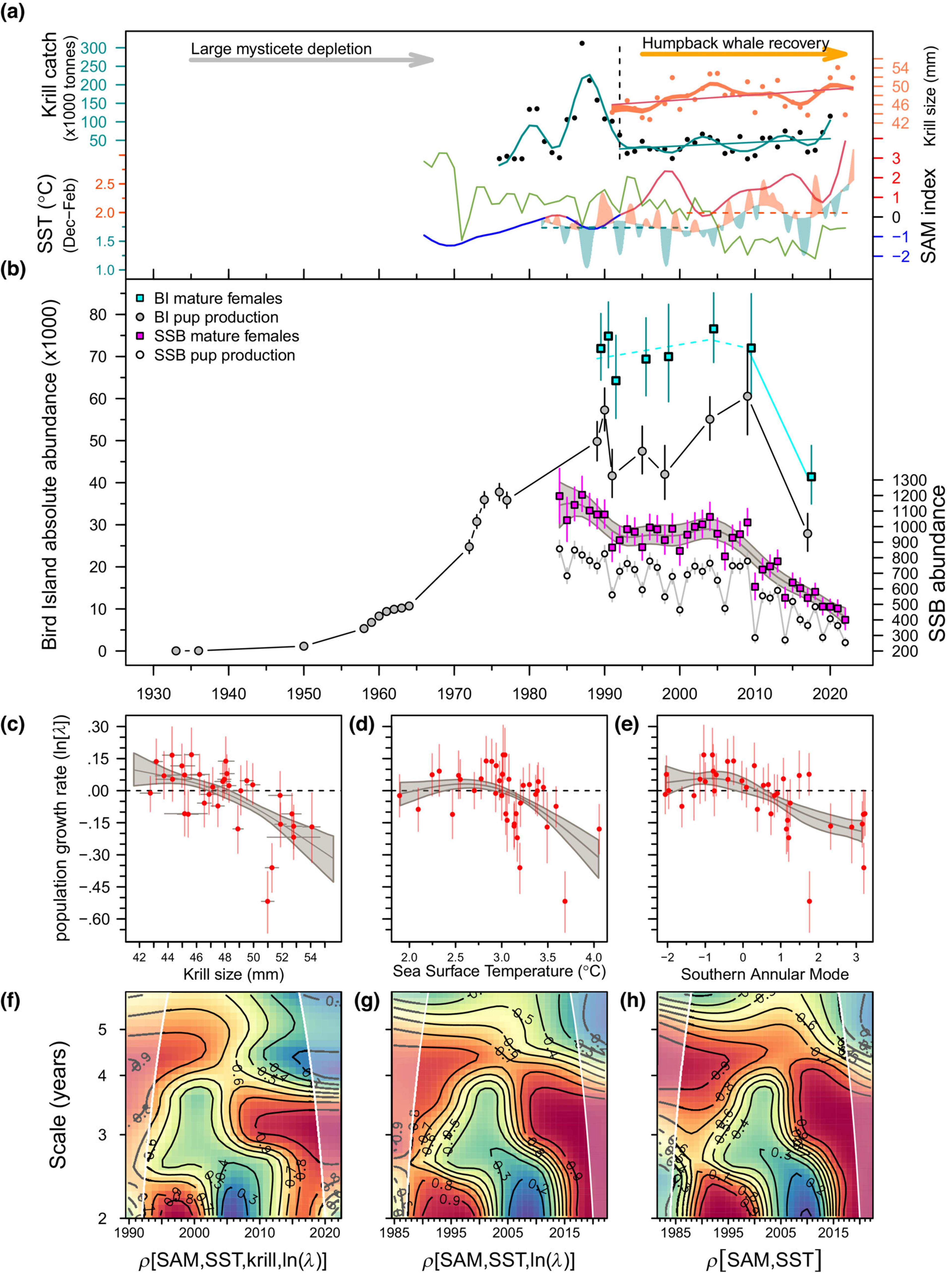 The figure shows how environmental changes affected seal populations at South Georgia from 1930-2020. Panel (a) tracks key environmental factors: climate patterns, rising sea surface temperatures, krill availability, and commercial fishing. Panel (b) shows the complete population story - near extinction, recovery to peak abundance, and sharp decline after 2009. Panels (c-h) demonstrate the statistical relationships between environmental changes and population growth.