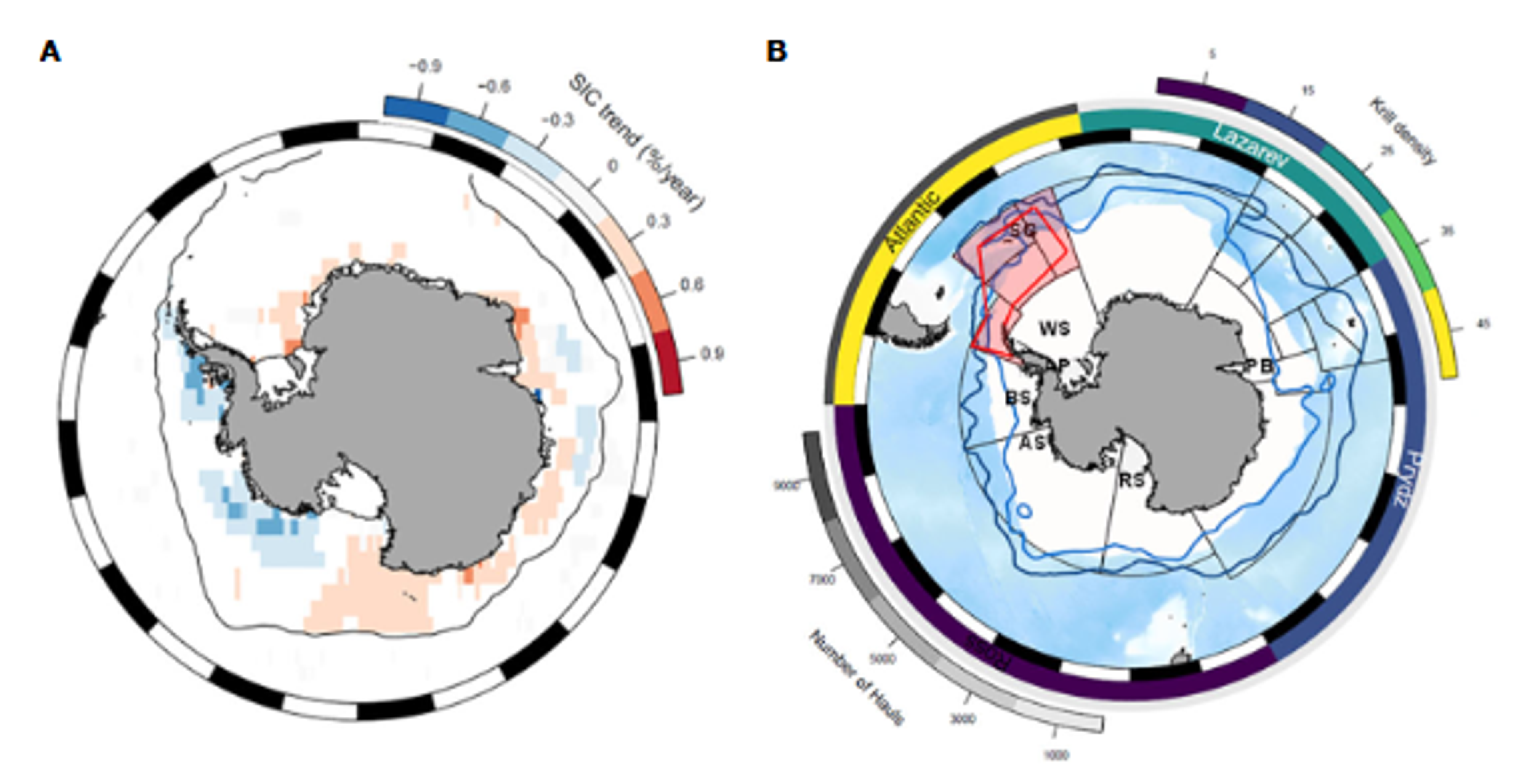 The figure shows sea ice changes and krill sampling patterns in the Southern Ocean. Panel A displays significant changes in sea ice concentration from 1978-2021, with red/orange areas showing ice loss and blue showing increases. The Antarctic Peninsula region shows dramatic ice decline. Panel B illustrates krill research effort (gray rings) and average krill density (colored rings) across different sectors. The Southwest Atlantic sector (pink) has received the most research attention and shows high krill densities, making it the primary focus for both scientific studies and commercial fishing. 
