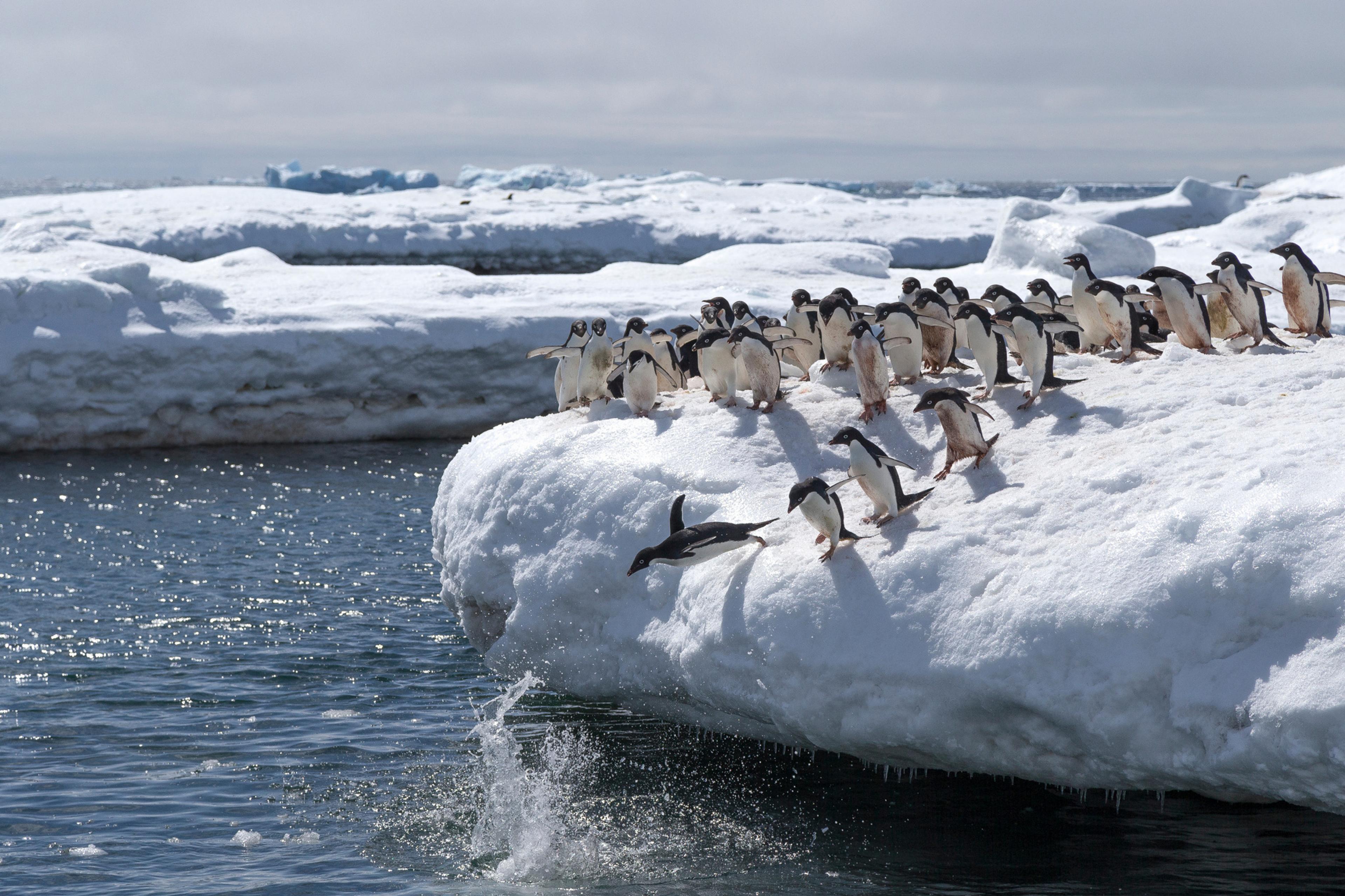 The foraging behavior of nonbreeding Adélie penguins in the western Antarctic Peninsula during the breeding season 
