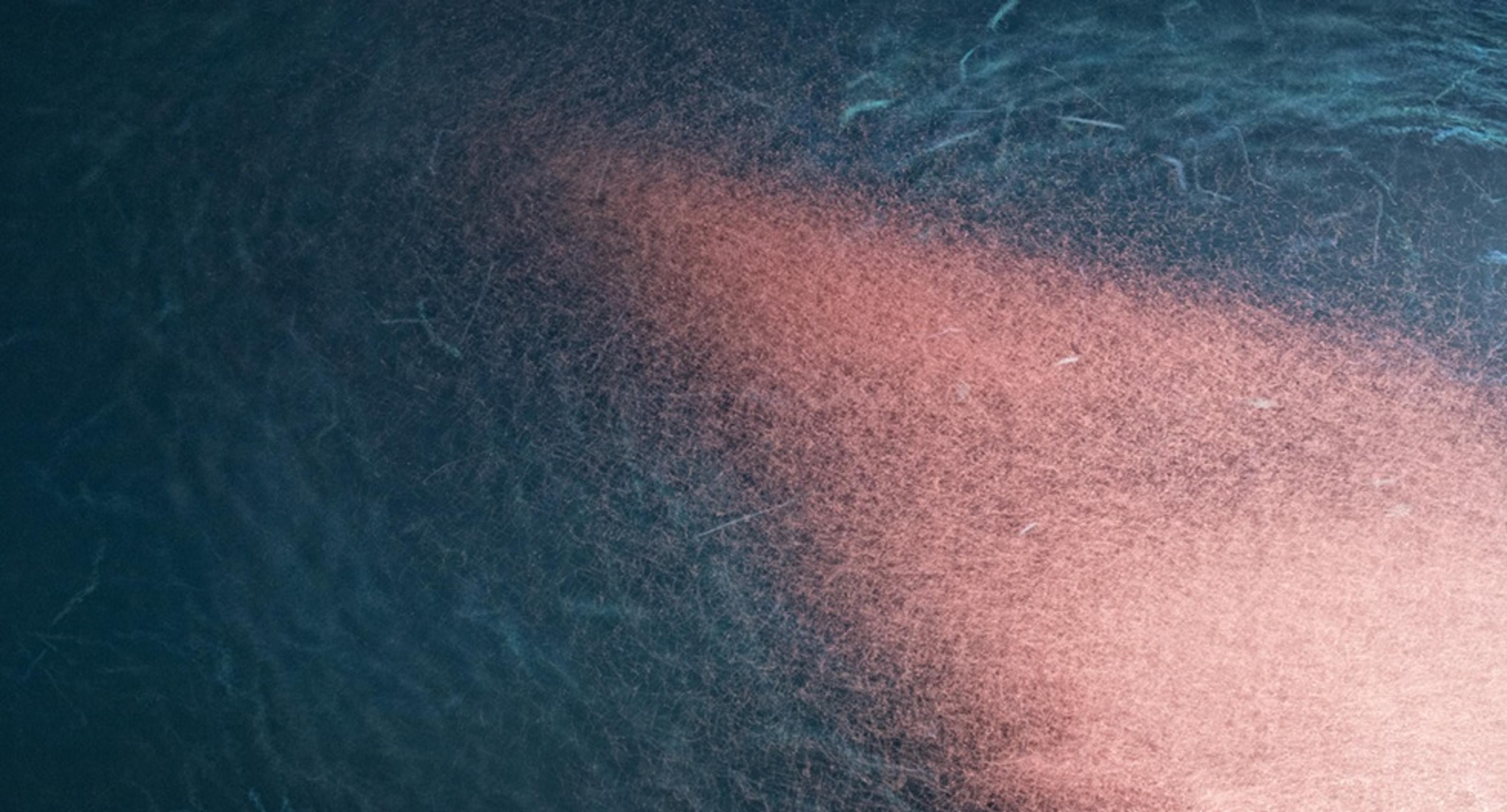 No evidence for a decline in the density of Antarctic krill Euphausia superba Dana, 1850, in the Southwest Atlantic sector between 1976 and 2016