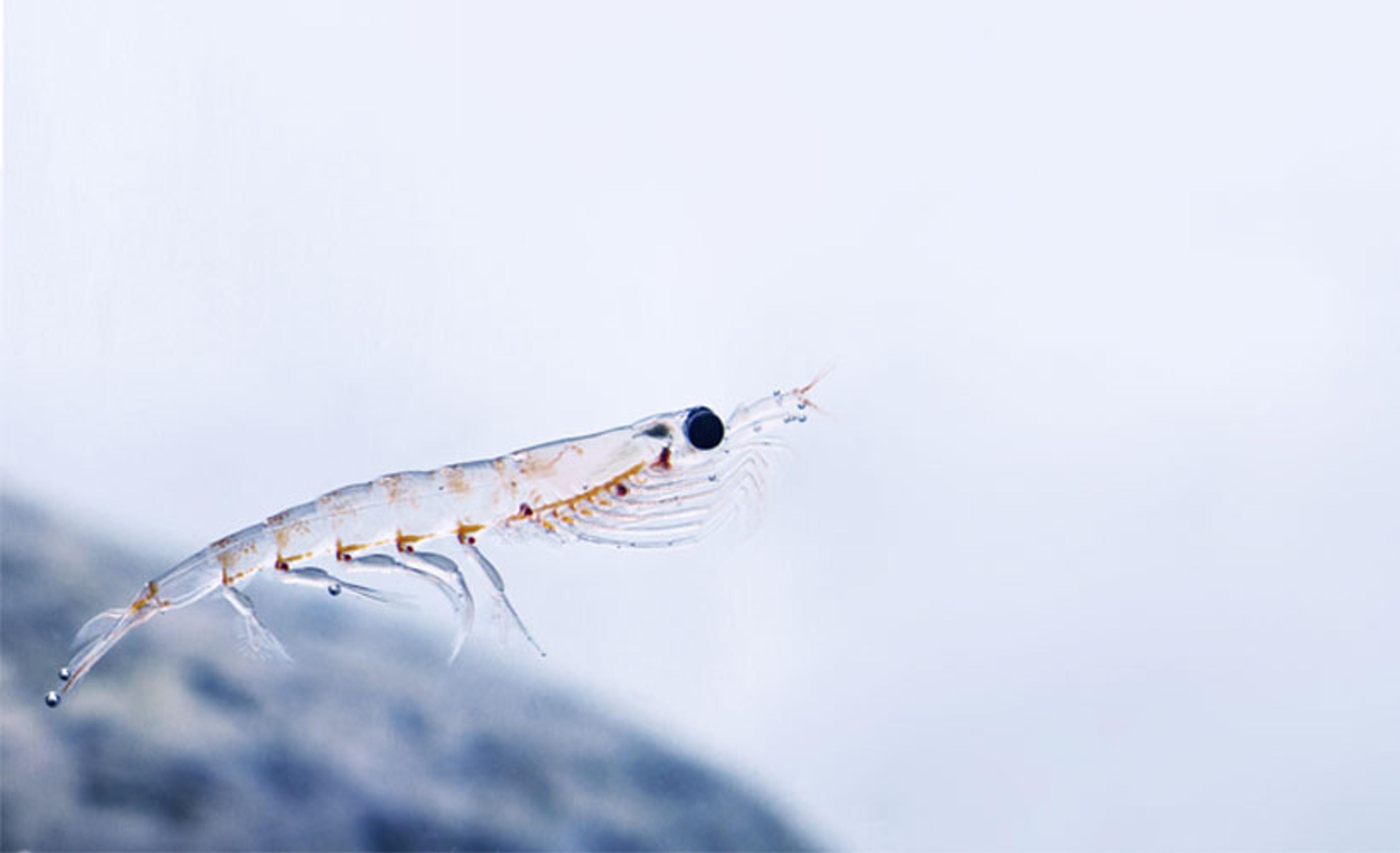 No evidence for a decline in the density of Antarctic krill Euphausia superba Dana, 1850, in the Southwest Atlantic sector between 1976 and 2016
