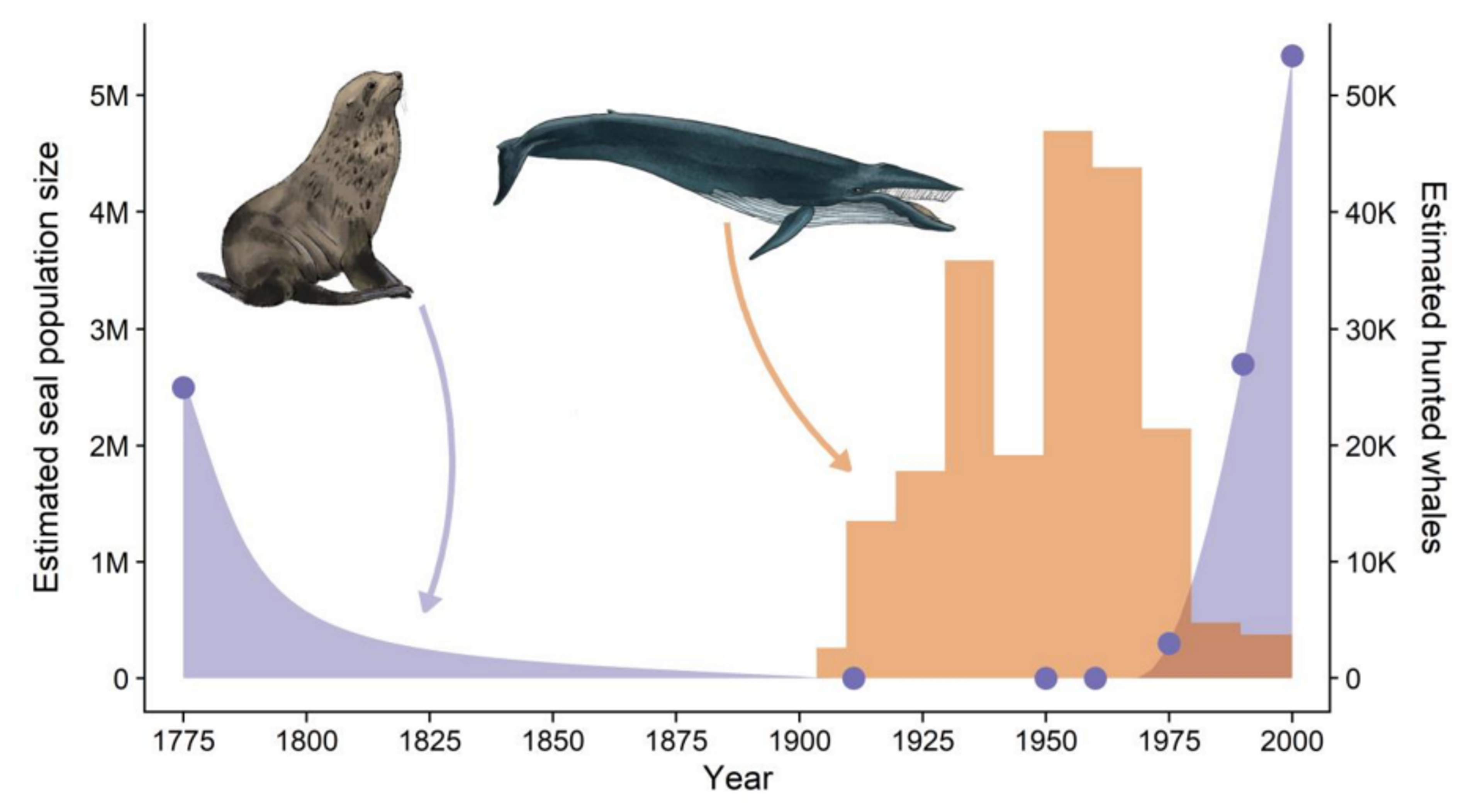This graph shows temporal trends in Antarctic fur seal abundance and baleen whale harvesting. Fur seals were heavily hunted in the late 18th and early 19th centuries and were considered virtually extinct by the early 1900s. The seal population then experienced explosive growth during the second half of the 20th century, coinciding with baleen whale harvesting. Purple dots show fur seal abundance from empirical population estimates in the scientific literature. Whale data represents numbers of harvested baleen whales. Comparable whale population estimates from the same period are not available. We cannot show temporal changes in harvested seals because while sealing vessel records exist, the number of seals taken was often not recorded.