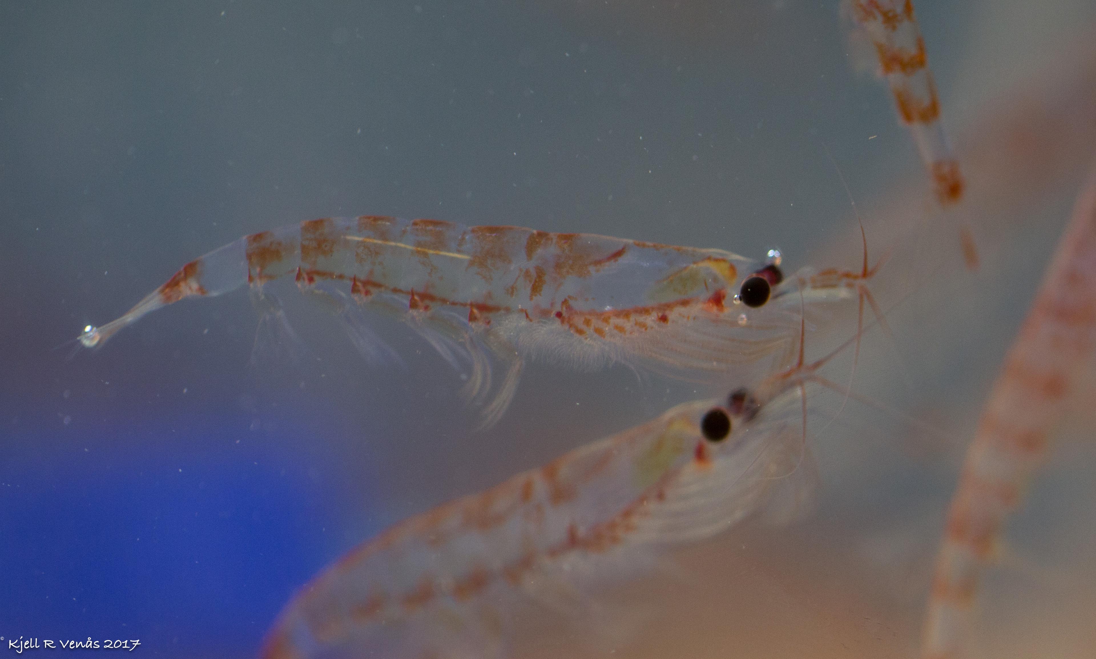 Estimating the average distribution of Antarctic krill Euphausia superba at the northern Antarctic Peninsula during austral summer and winter