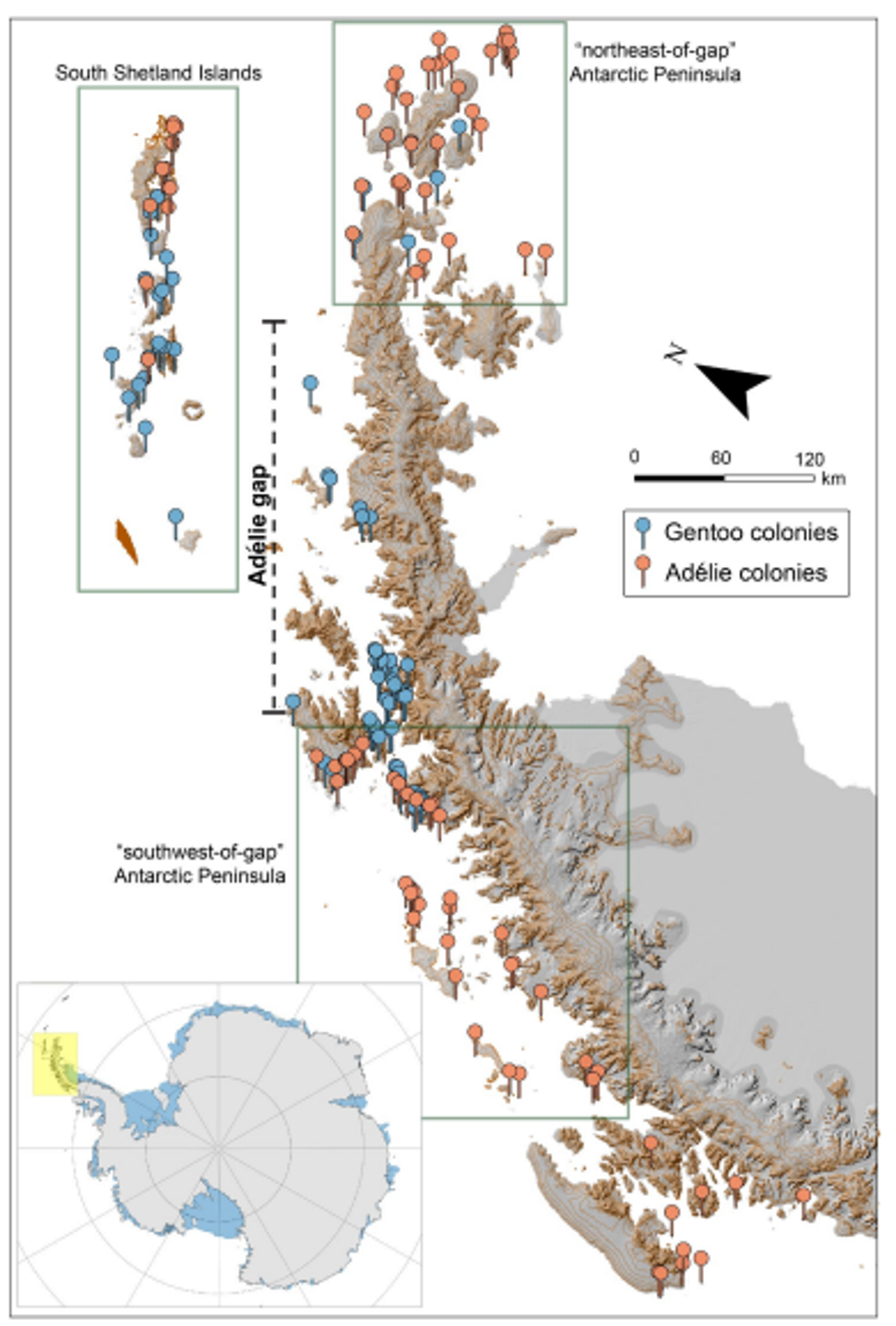 Map showing Adélie and gentoo penguin breeding colonies on the Antarctic Peninsula. Lower left inset shows the Antarctic Peninsula region (highlighted in yellow) within the entire Antarctic continent. Map created using ArcGIS Pro 3.0 mapping software (https://pro.arcgis.com).