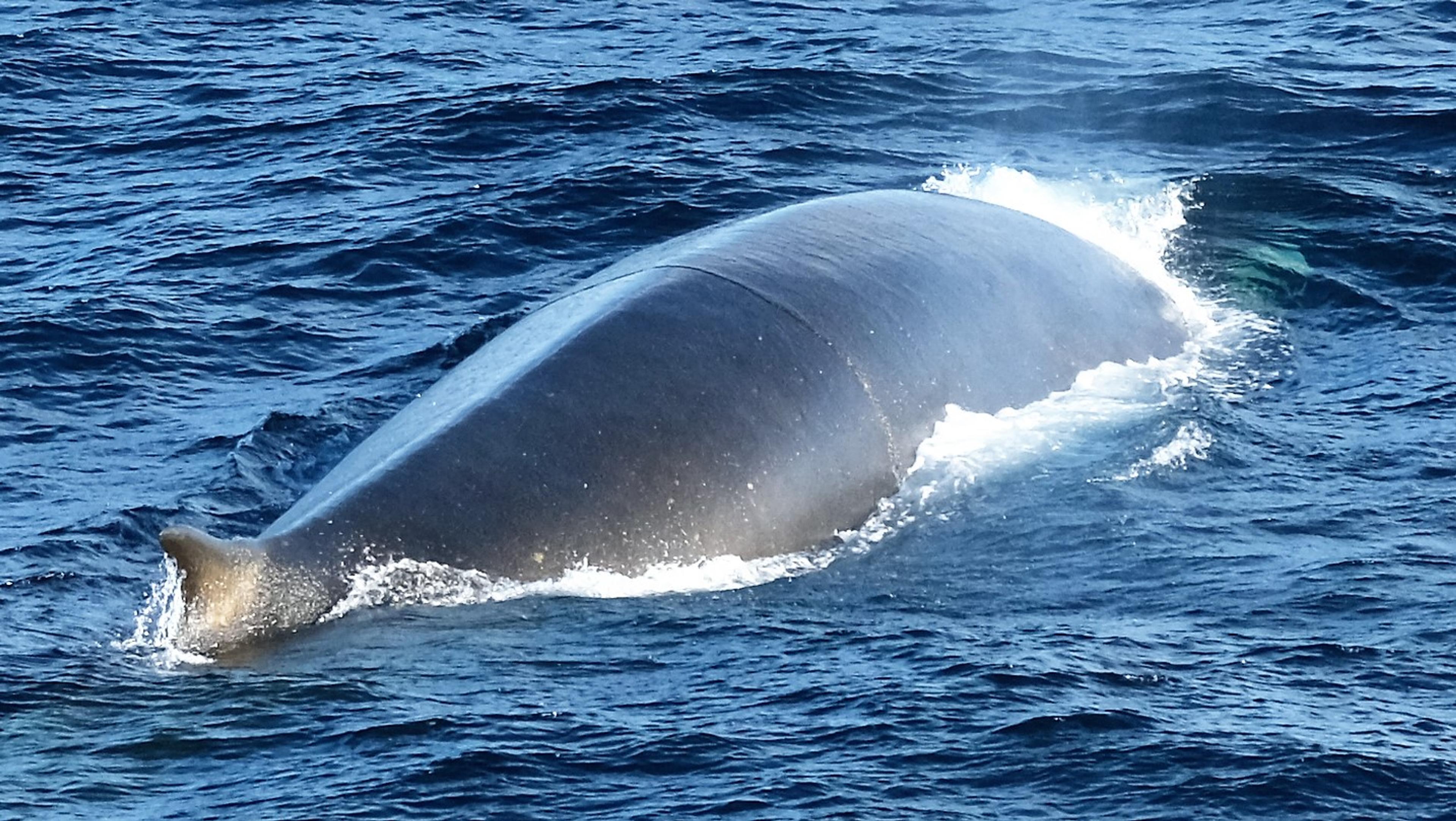 Return of large fin whale feeding aggregations to historical whaling grounds in the Southern Ocean