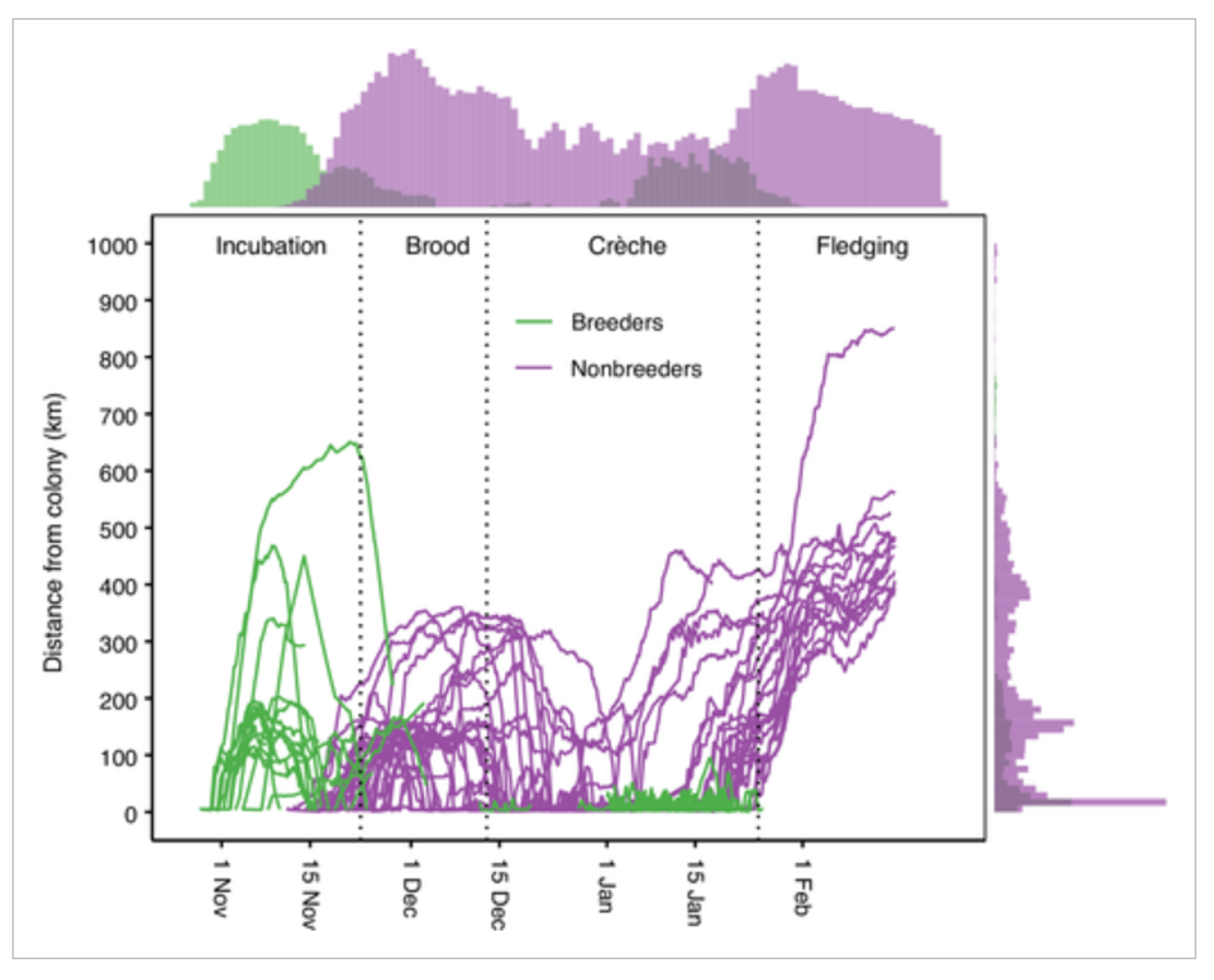 This graph shows how far breeding (green) and nonbreeding (purple) Adélie penguins traveled from their King George Island colony over time. The vertical lines mark key breeding dates: hatching, crèche formation, and fledging. The histograms show data distribution - top shows daily location counts, side shows distance ranges in 10-km intervals. Both groups start close to the colony, but nonbreeding penguins travel much farther as the season progresses, especially after the crèche stage when breeders must stay near their chicks.