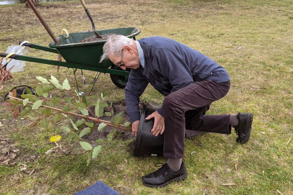 Retiree planting a Living Legacy Tree as part of his retirement planning in Melbourne