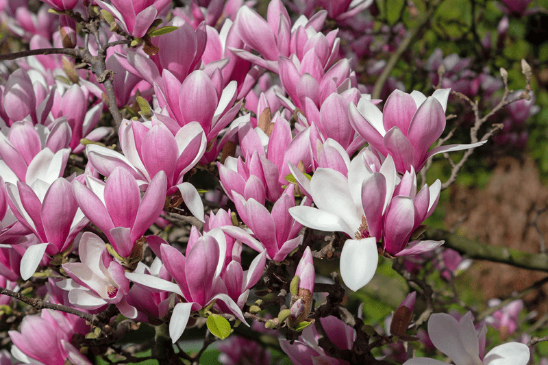 Tulip Magnolia