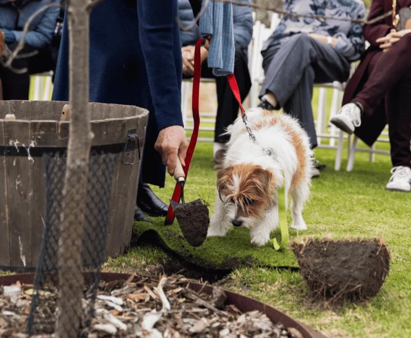 Dog Memorial Gifts: Planting a Pet Legacy Tree at Mornington Green.
