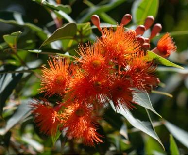 Flowering Orange Gum