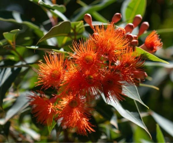 Flowering Orange Gum