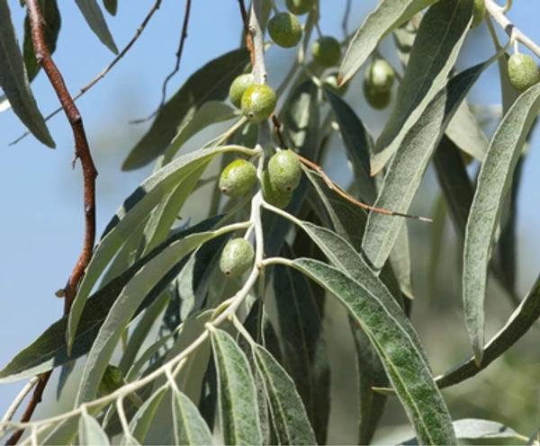 Olive Tree