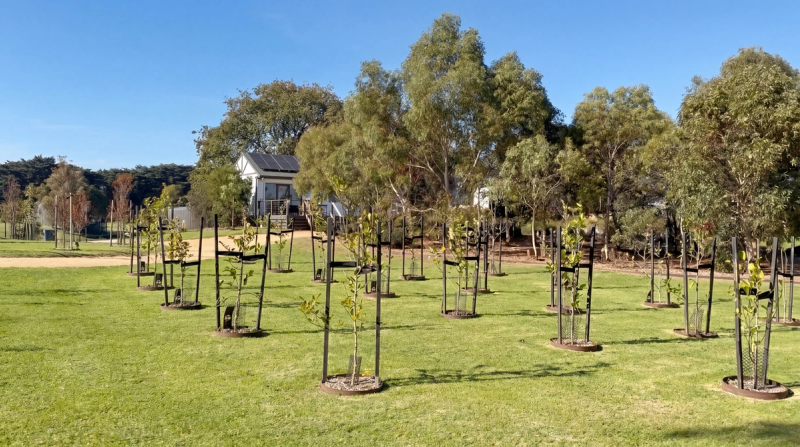 Young Trees at Mornington Green Living Legacy Gardens