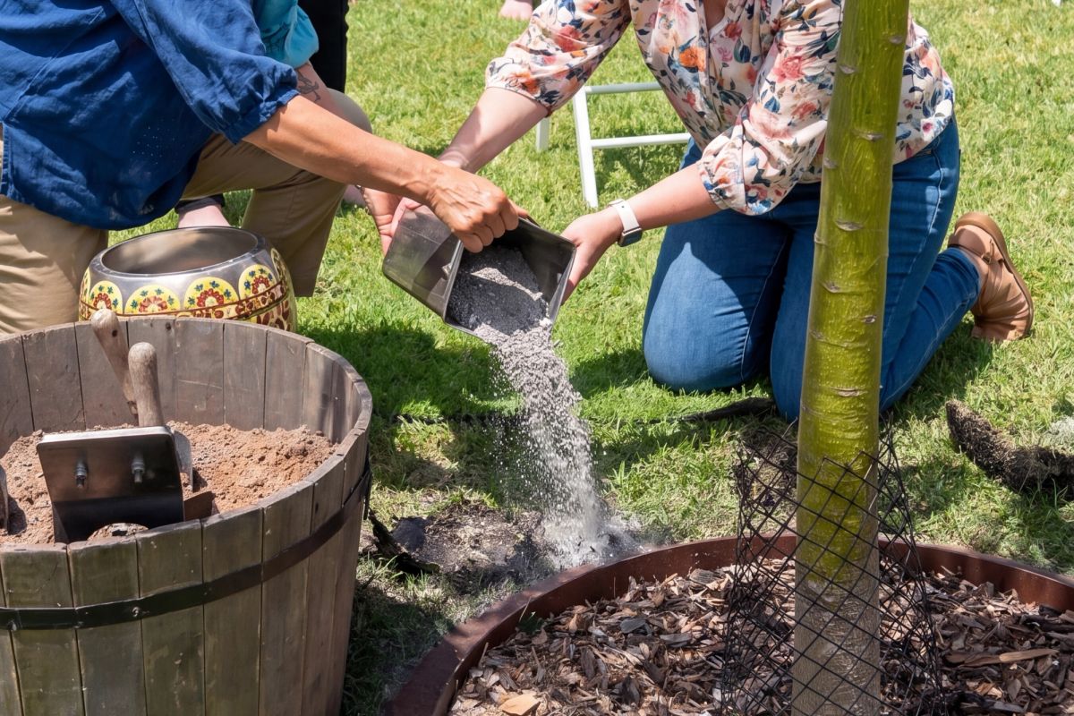Cremated remains and soil around a plant