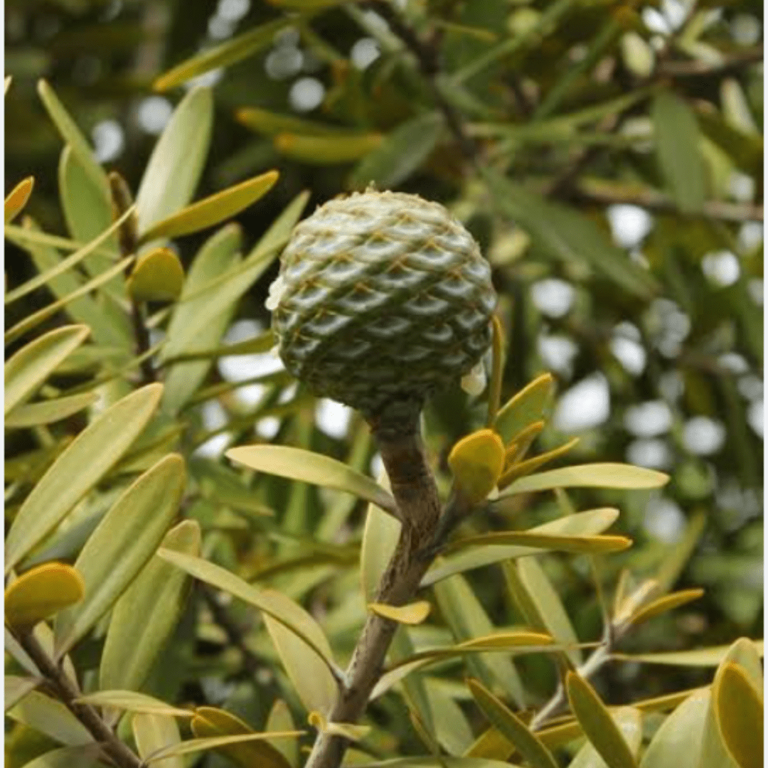 Kauri (Queensland)