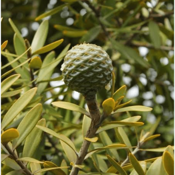 Kauri (Queensland)
