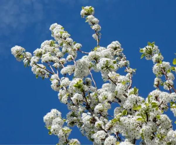 Ornamental Pear