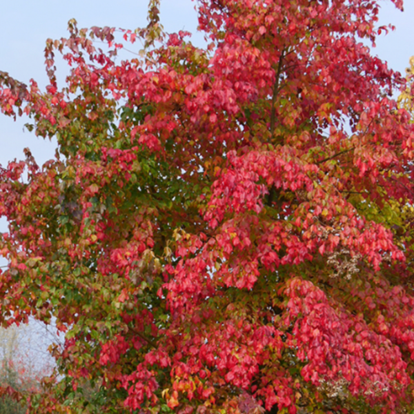 Trident Maple