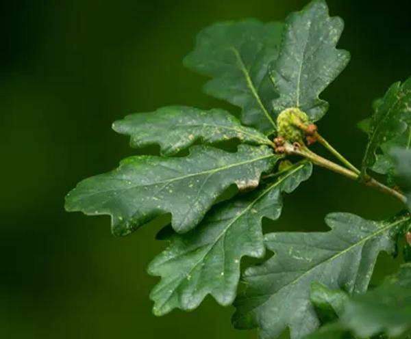 Oak Tree
