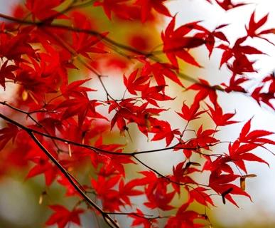 Jefferson's Red Maple