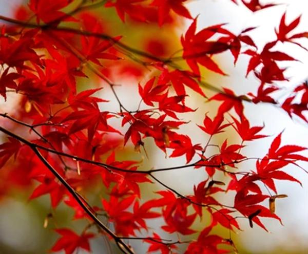 Jefferson's Red Maple