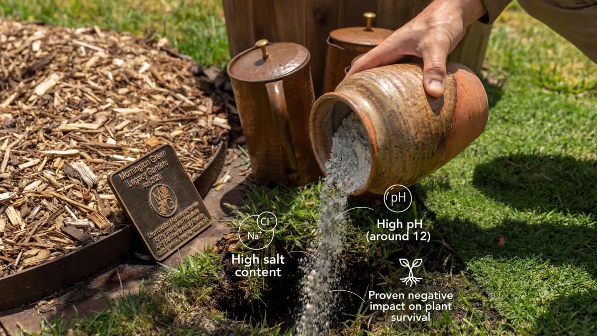 Cremation ashes being poured near a Mornington Green Legacy Garden memorial plaque, showing high pH and salt content impact on plant survival