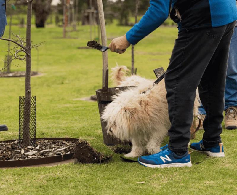 Dog Memorial Ideas in Australia: a Dog Memorial Tree at Mornington Green Legacy Gardens.