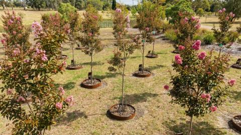 memorial tree lands