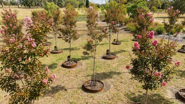 memorial tree lands