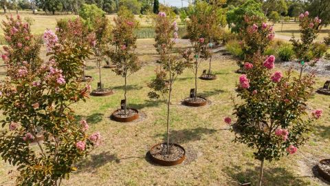 memorial tree lands